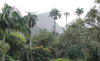 RJ, Jardín Botánico (foto de Javier Martín-Artajo Gutiérrez)