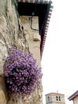 ES_CYL_BUR Ameyugo-001-01 Casa Particular